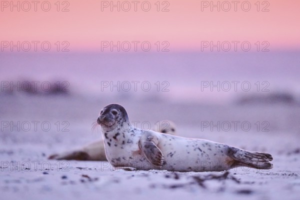 Grey seal (Halichoerus grypus) lying on the beach at sunset, Düne, Helgoland, Schleswig-Holstein, Germany, Europe