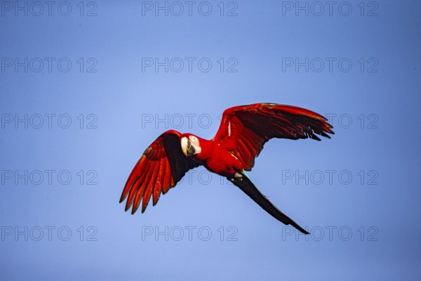 Red-and-green macaw (Ara chloropterus) Buraco das Araras Brazil