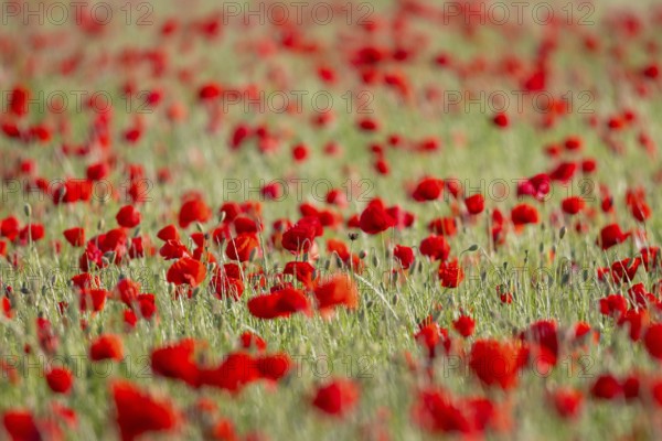 A poppy field near Frankfurt am Main is in full bloom at the end of May, Frankfurt am Main, Hesse, Germany, Europe