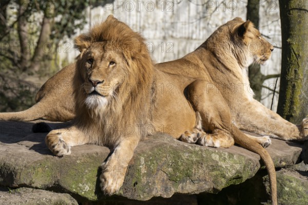 Two lions (Panthera leo) lying on a rocky plateau, male lion and female lion, found in South Africa and East Africa, captive
