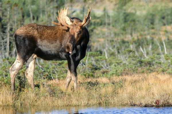 Moose. Alces alces. Bull moose standing and watching. Gros Morne national park. Province of Newfoundland. Canada