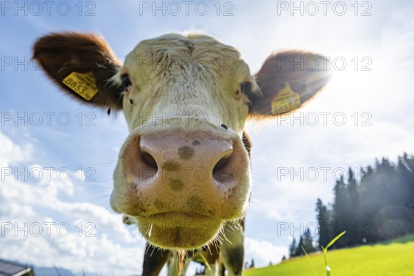 Young curious calf (Bos primigenius taurus), cow on an alpine meadow, snout stretched towards the camera, Simmental cattle, Hochbrixen, Brixen im Thale, Tyrol, Austria, Europe