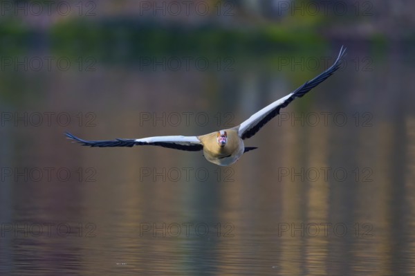 Egyptian goose (Alopochen aegyptiaca), flying directly towards the camera over the water, spring, Bavaria, Germany, Europe