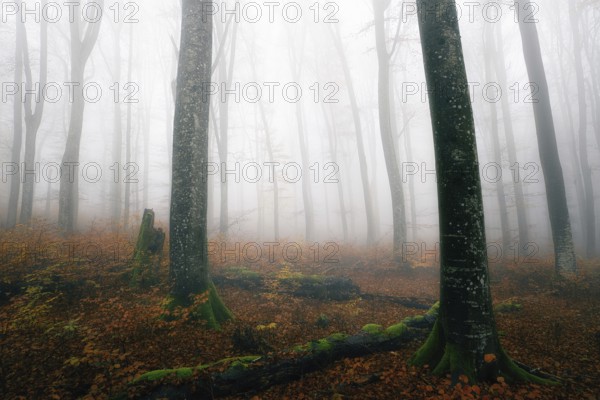 Beech forest (Fagus sylvatica) in autumn in the fog, bare tree trunks, Canton Aargau, Switzerland, Europe
