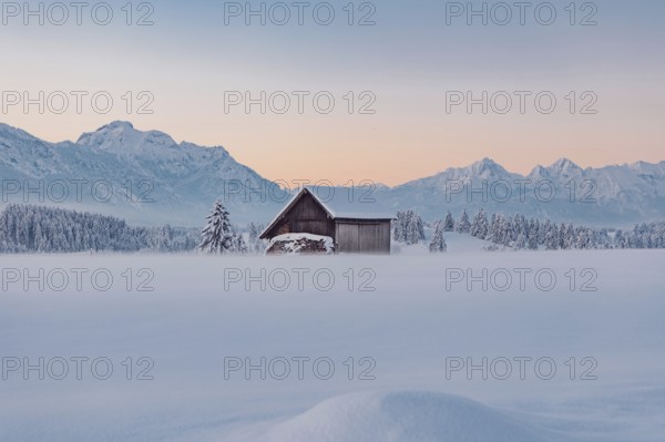 Deep snowy winter morning mood near Halblech in the foothills of the Alps in the Allgäu with the mountains in the background, Bavaria, Germany, Europe