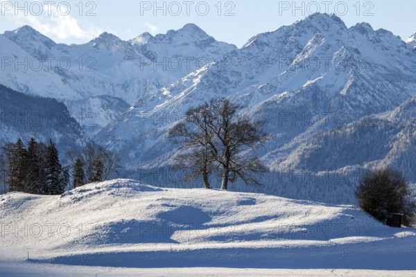Group of trees in winter, snow-covered mountains of the Allgäu Alps in the background, near Schöllang, Oberallgäu, Allgäu, Bavaria, Germany, Europe