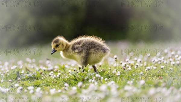 Canada goose chick (Branta canadensis) running through grass and daisies, looking for food, close-up, profile view, background green blurred bushes, Rombergpark, Dortmund, North Rhine-Westphalia, Germany, Europe