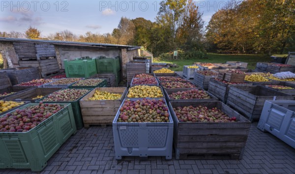 Boxes of fruit delivered to the yard of a cidery, Mecklenburg-Vorpommern, Germany, Europe