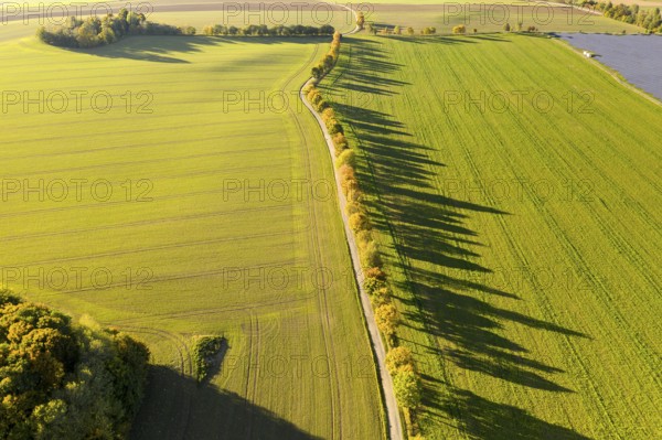 Aerial view of how the trees of a half avenue cast long shadows on a field, Erzgebirge, Saxony, Germany, Europe