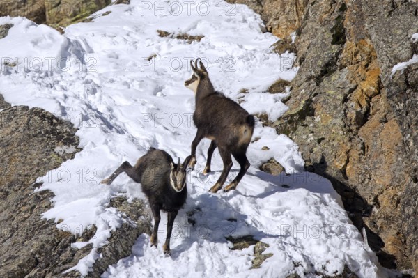 Two Alpine chamois (Rupicapra rupicapra) males, bucks in snow covered rock face during the rut in winter in the European Alps