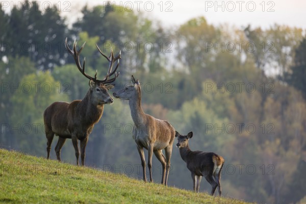 A red deer (Cervus elaphus) family of a stag, a hind and a calf stands in a meadow. A forest in fall foliage is in the background
