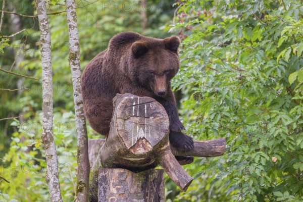 A young male Eurasian brown bear (Ursus arctos arctos) rests on a rotting log lying on the ground