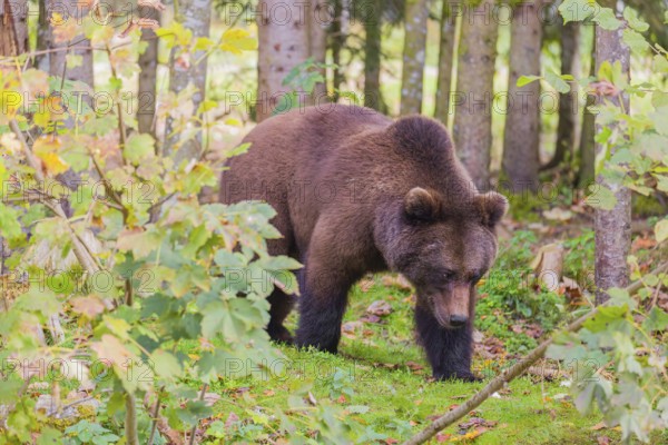 A young male Eurasian brown bear (Ursus arctos arctos) runs through a forest