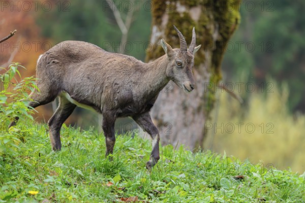 A female ibex (Capra ibex) walks down a hill on a green meadow on a cloudy day. A forest in autumn leaves can be seen in the background