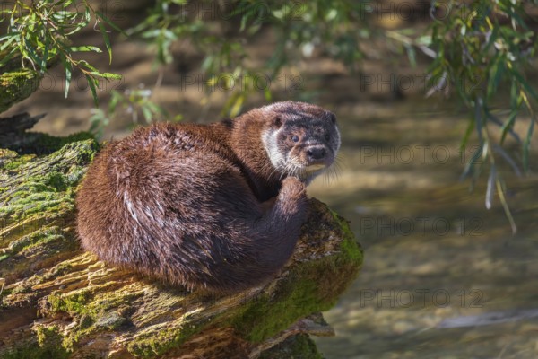 One Eurasian otter (Lutra lutra), rests on a log lying in the water