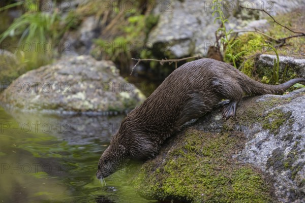One Eurasian otter (Lutra lutra), walking over a mossy rock and jumps into the water. Green vegetation and rocks around him