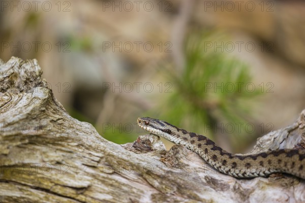 One Vipera berus, the common European adder or common European viper, creeps over a rootstock