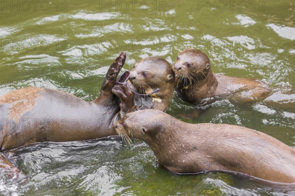 A family of giant otter or giant river otter (Pteronura brasiliensis) play with sunglasses