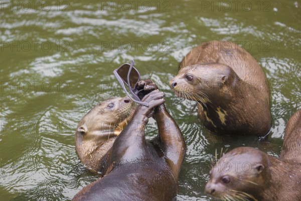 A family of giant otter or giant river otter (Pteronura brasiliensis) play with sunglasses