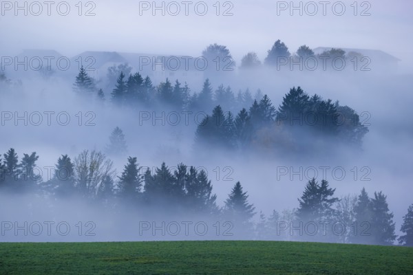 Trees and forests in the early morning mist