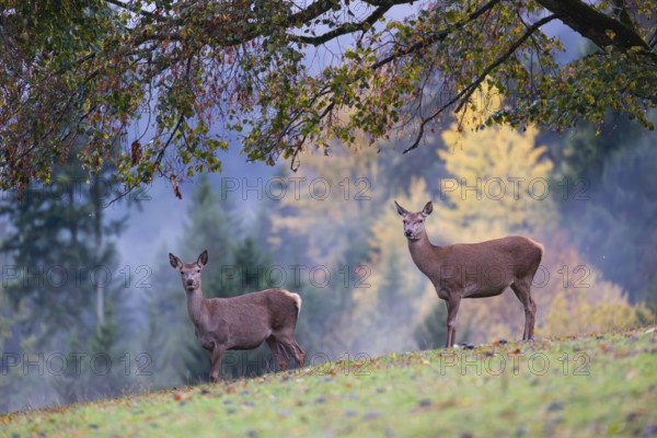 Two red deer hinds (Cervus elaphus) stand in a meadow, A forest with autumn leaves can be seen in the background. Wisps of mist drift over the forest