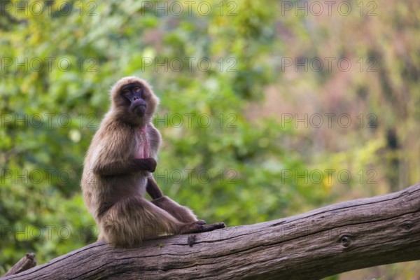 Portrait of an adult male Gelada (Theropithecus gelada), or bleeding-heart monkey, resting on a log. A green forest in the background
