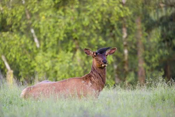 A female wapiti (Cervus canadensis) rests in a green meadow in the early morning. A western jackdaw (Coloeus monedula) stands on the head of the wapiti and pecks for insects