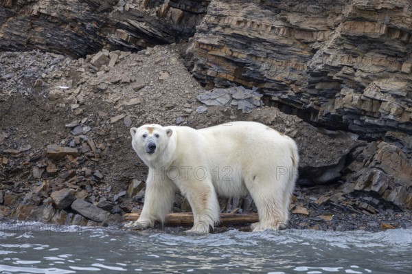 Lone polar bear (Ursus maritimus) foraging along the water's edge at base of sea cliff along the Svalbard coast in summer, Spitsbergen, Norway, Europe