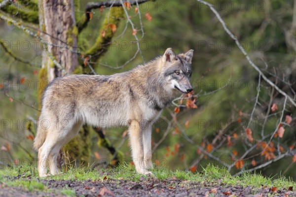 A young grey wolf (Canis lupus lupus) stands at the edge of the forest on a cloudy day and observes the surroundings