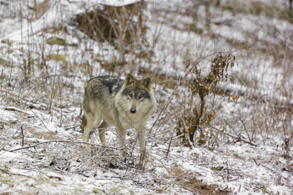 One eurasian gray wolf (Canis lupus lupus) stands on a snowy meadow in an open forest
