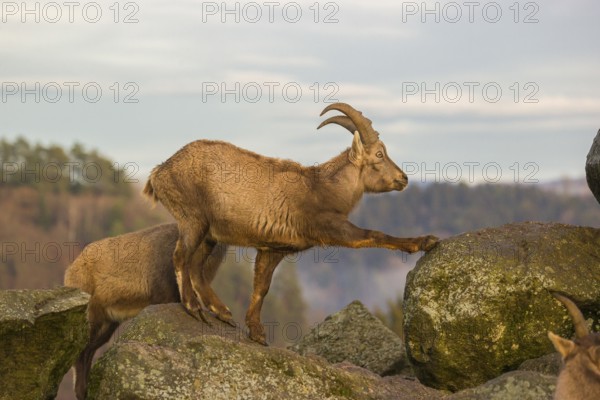 Two female ibex (Capra ibex) stand on a rock