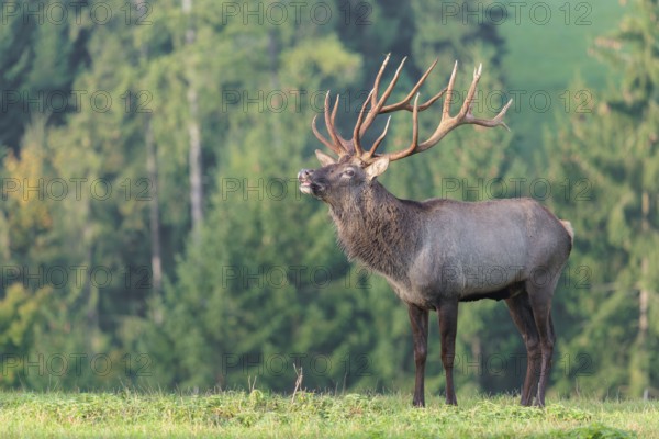 An Altai maral stag (Altai wapiti or Altai moose) (Cervus canadensis sibiricus) stands flehming on a meadow in the early morning