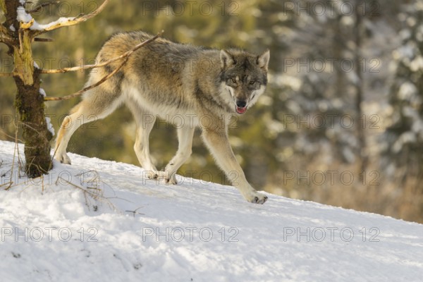 A young grey wolf (Canis lupus lupus) runs across the sloping, snow-covered meadow at the edge of a forest on a cold, sunny day