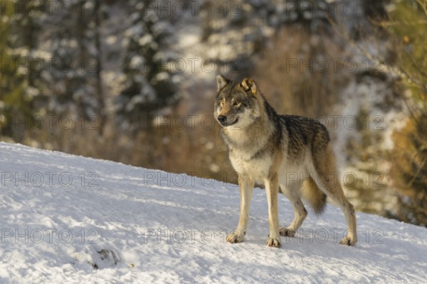 An adult male grey wolf (Canis lupus lupus) stands on a sloping, snow-covered meadow at the edge of a forest on a cold, sunny day