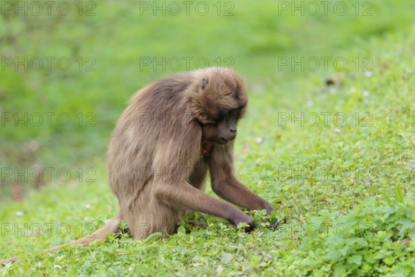 A female Gelada (Theropithecus gelada), or bleeding-heart monkey sits in a green meadow and collects food