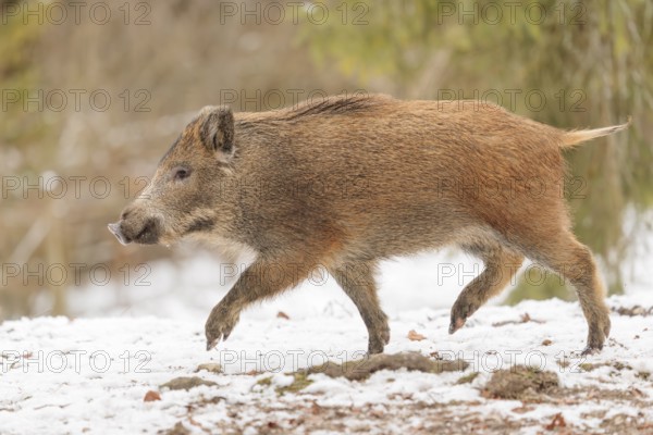 A wild boar piglet (Sus scrofa) runs across a snow-covered field. A forest can be seen in the background