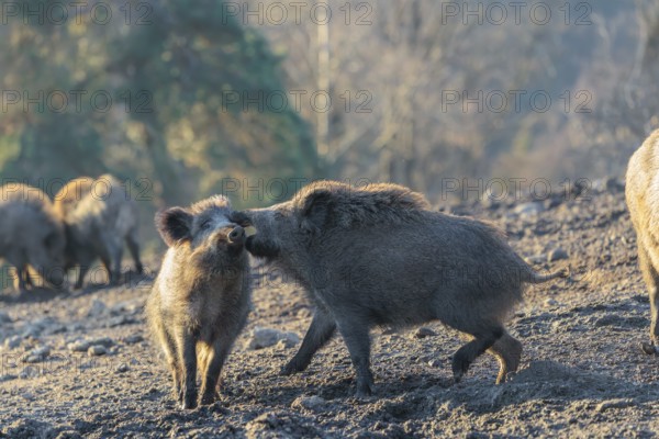 Two young wild boars (Sus scrofa) play fighting and dominance on a frozen field on a sunny day. A forest can be seen in the background