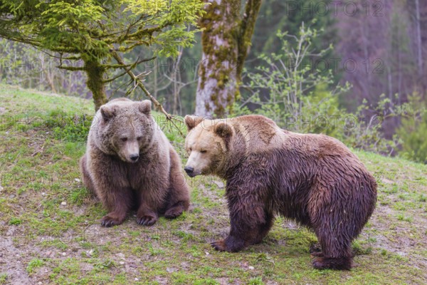 A female and a male eurasian brown bear (Ursus arctos arctos) meet each other the first time on a small ridge