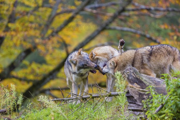 Three eurasian gray wolves (Canis lupus lupus) meet on a hill, show some social behaviour. A forest in fall colours in the background