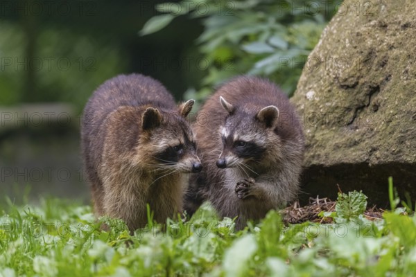 Two adult Raccoons, Procyon lotor, standing on a meadow side by side. A rock and green vegetation in the background