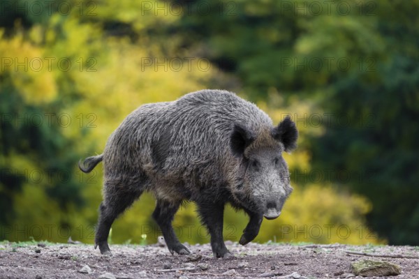 One wild boar or wild pig (Sus scrofa) searching for food on an opening