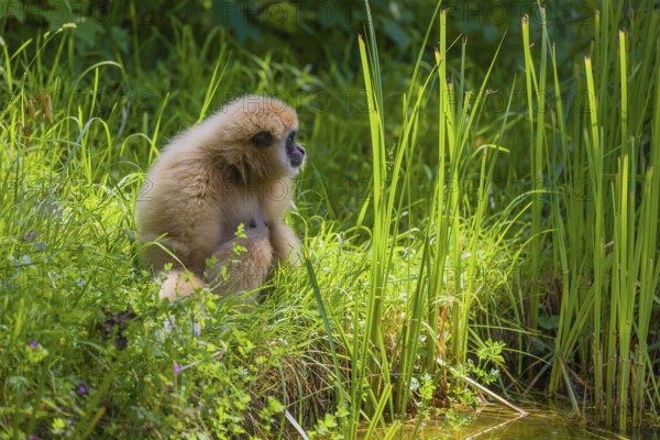 A White-handed gibbon, Hylobates lar, sits in tall grass