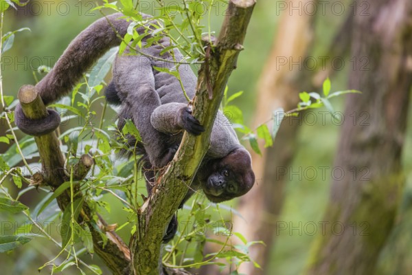 A common woolly monkey, brown woolly monkey, or Humboldt's woolly monkey (3) (Lagothrix lagothricha) climbs in a tree