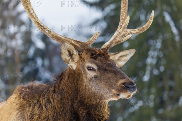 Portrait of a Wapiti stag, Cervus canadensis. A forest in the background
