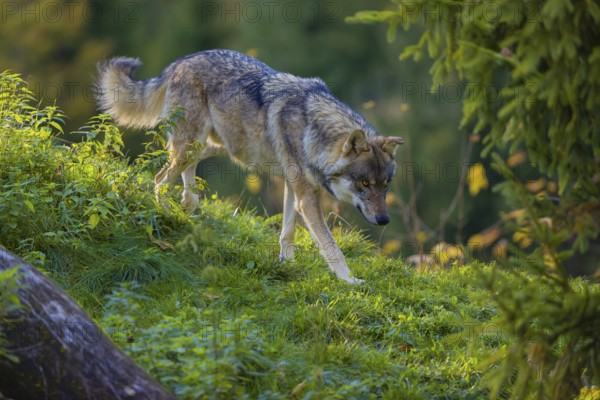 One eurasian gray wolf (Canis lupus lupus) walks down a hill on green grass with a forest in fall colours in the background
