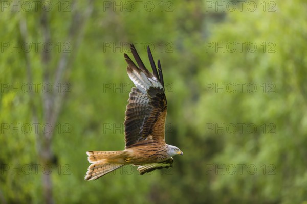One Red kite, Milvus milvus, in flight at a forest edge