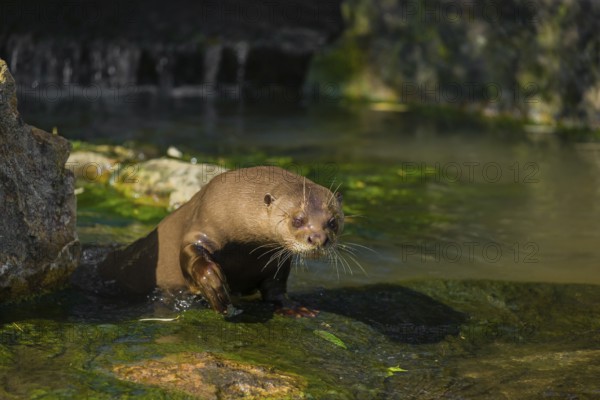 One giant otter or giant river otter (Pteronura brasiliensis) stands on a mossy rock at a little cascade