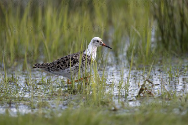 Ruff (Philomachus pugnax), male, in mating plumage, Ochsenmoor, Dümmer, Lemförde, Lower Saxony, Germany, Europe