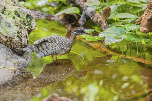 A sunbittern (Eurypyga helias) walks through a shallow creek in a forest searching for food