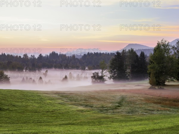 Trees in the early morning mist at dusk, Eigenried raised bog, Zugerberg, Canton Zug, Switzerland, Europe